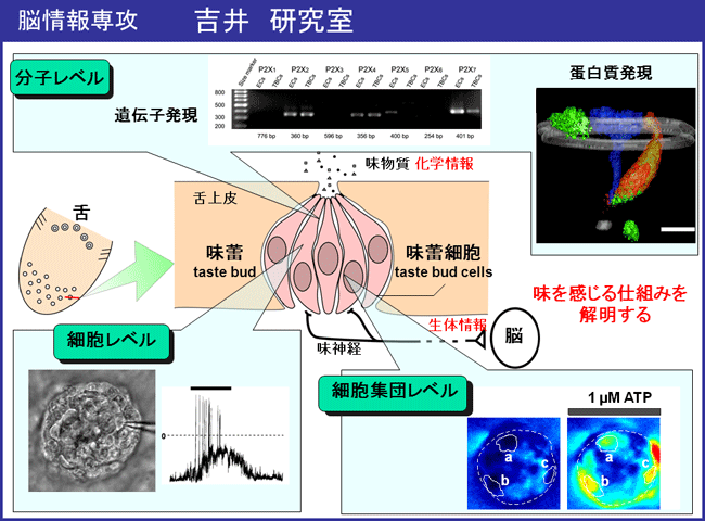 吉井研究室